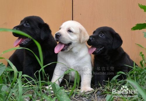 解決狗狗厭食的辦法（狗狗厭食怎么辦）